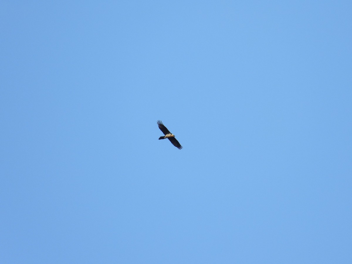 Bearded Vulture - ML646845169