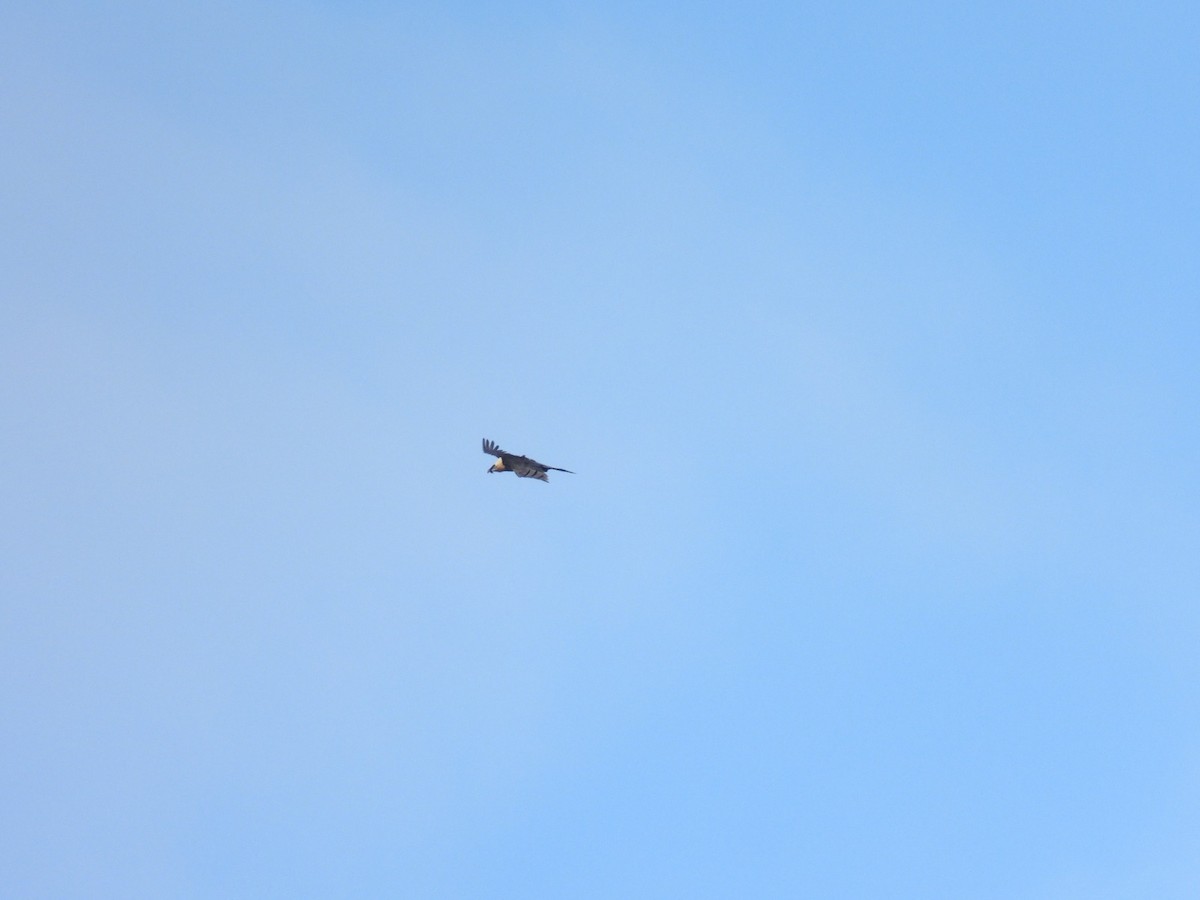 Bearded Vulture - ML646845170