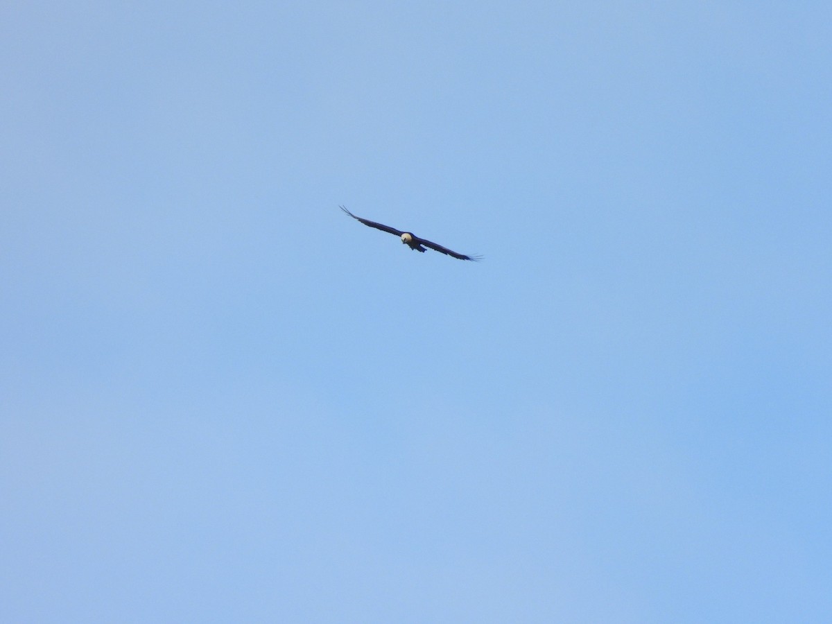 Bearded Vulture - ML646845171