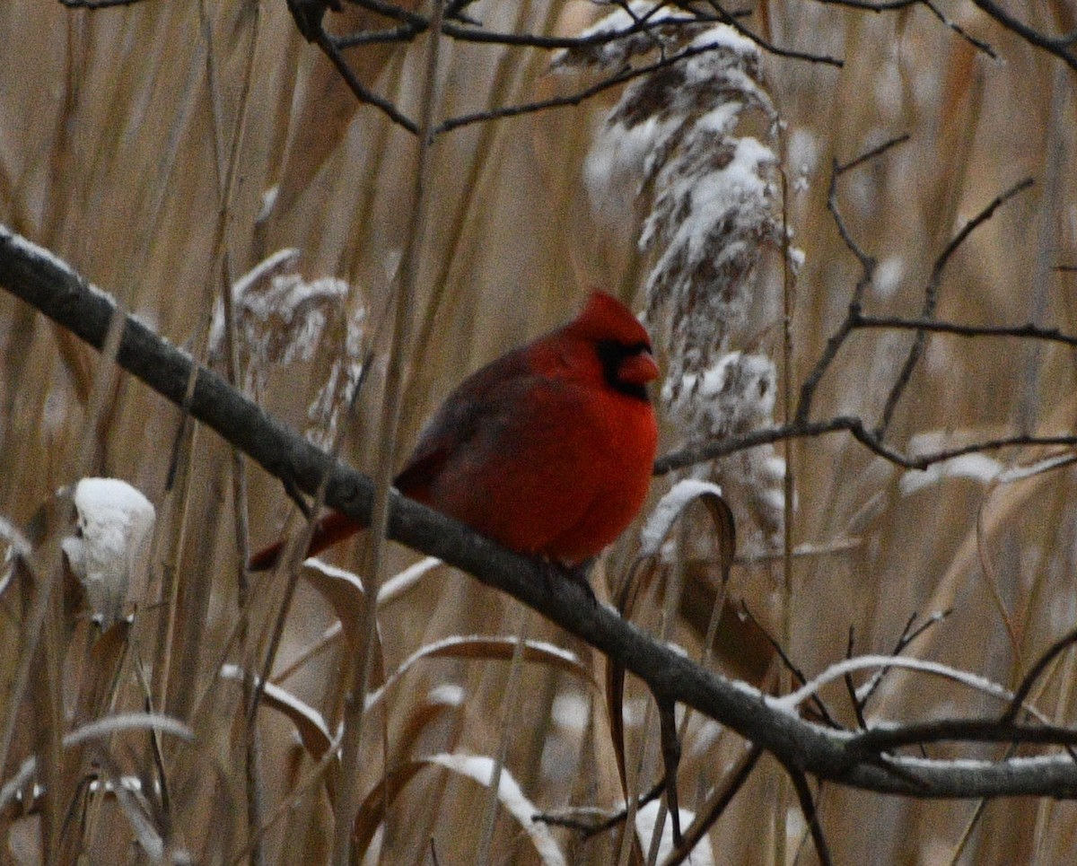 Kardinal arrunta - ML646845172