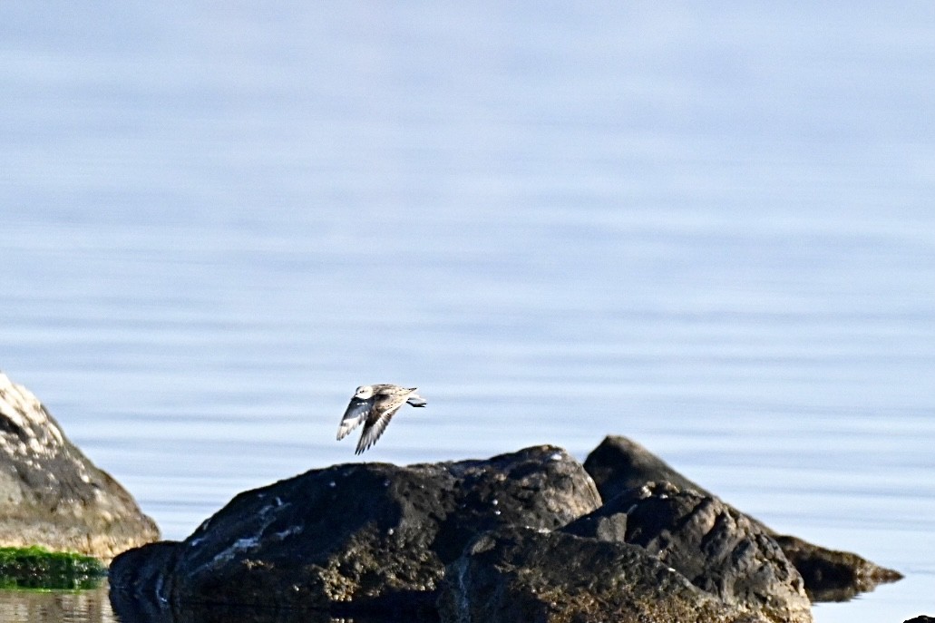 Sanderling - ML646845176