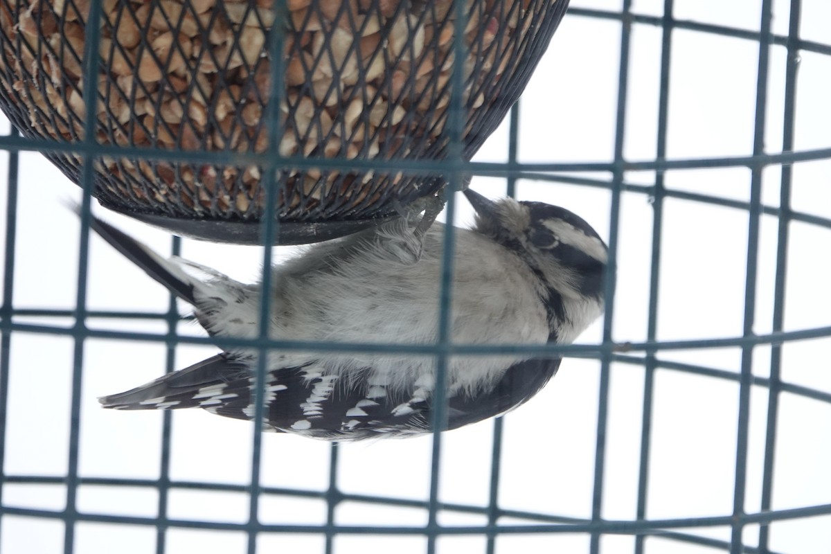 Downy Woodpecker - ML646845178