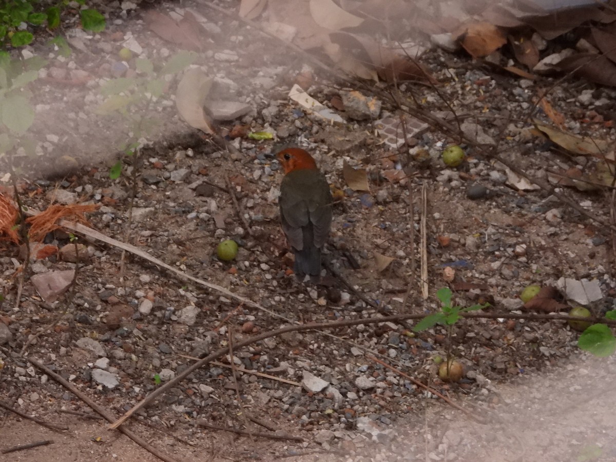 Orange-headed Thrush - ML646845186