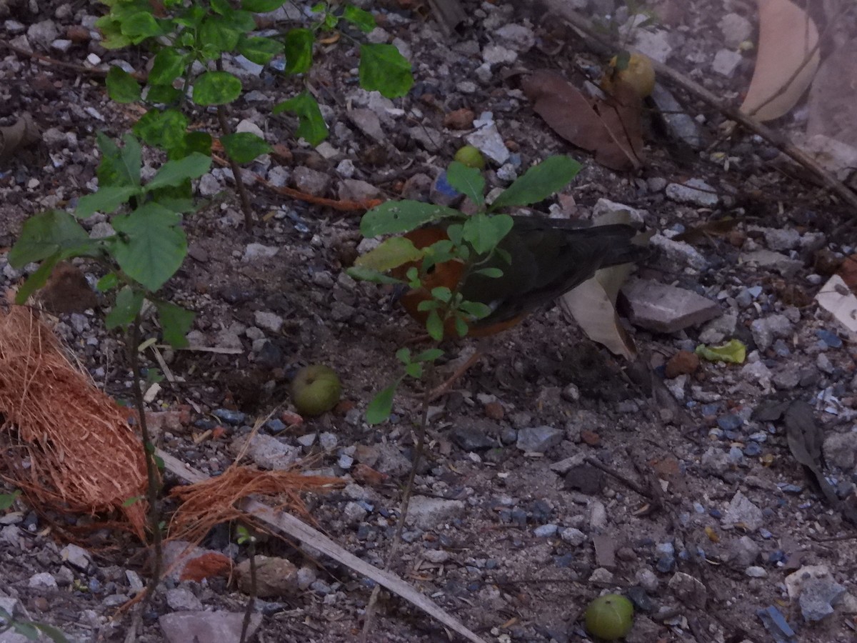 Orange-headed Thrush - ML646845187