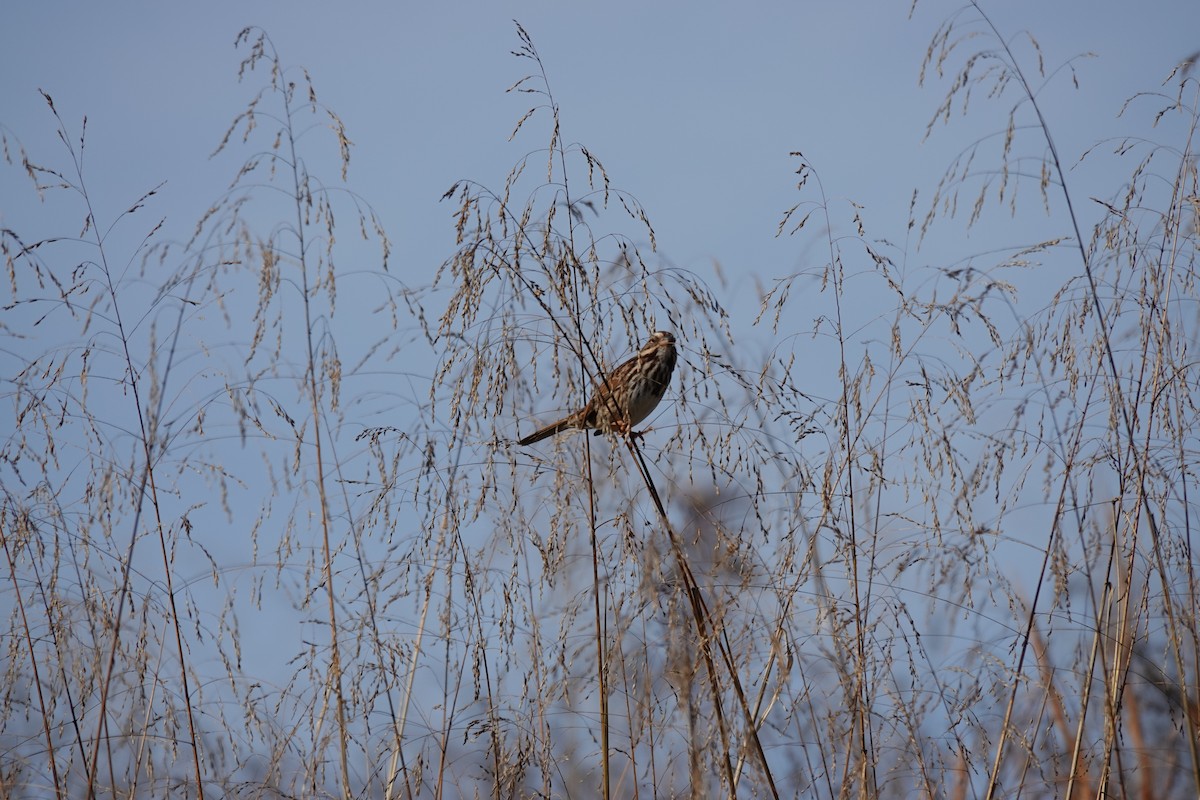 Song Sparrow - ML646845190