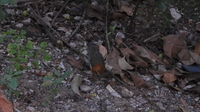 Orange-headed Thrush - ML646845191