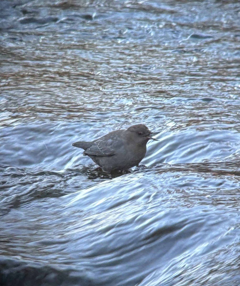 gråfossekall - ML646845193