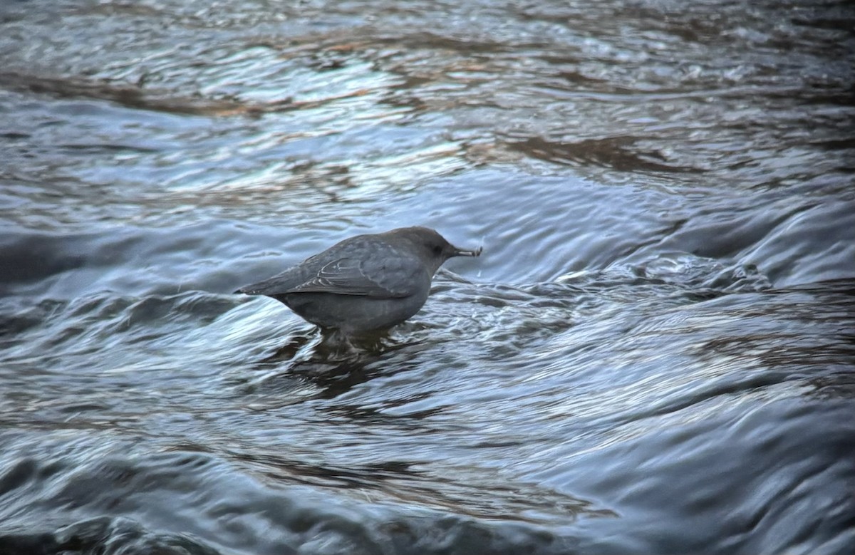 gråfossekall - ML646845194