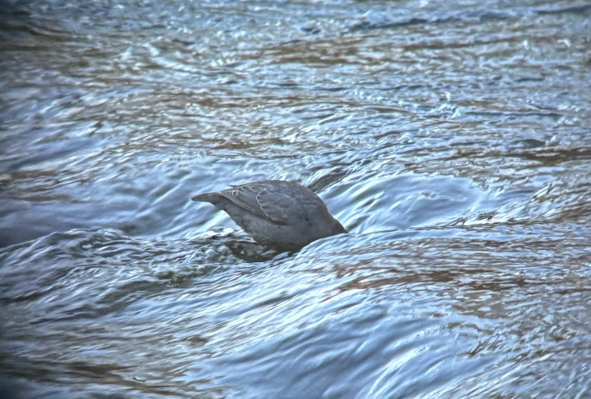 gråfossekall - ML646845195