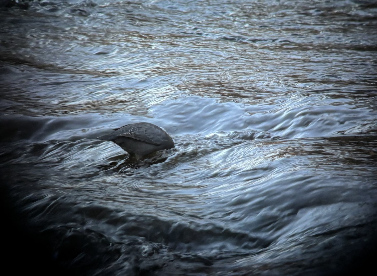 gråfossekall - ML646845196