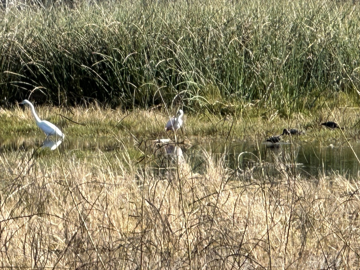 Koartza zuria - ML646845197