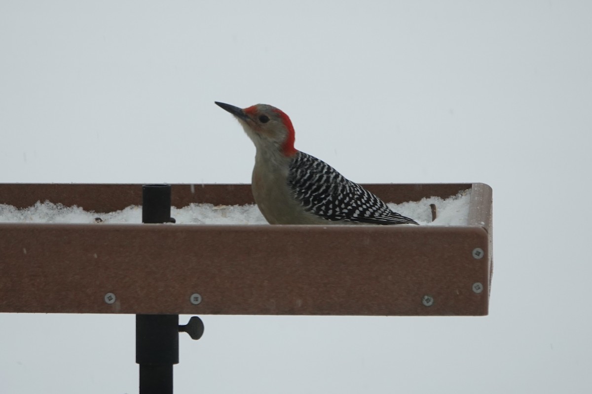 Red-bellied Woodpecker - ML646845201