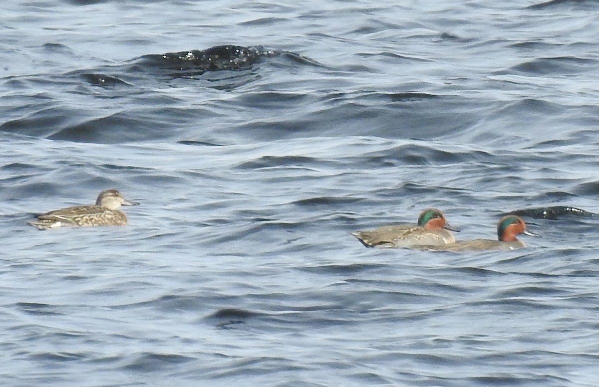 Cerceta Común - ML646845203