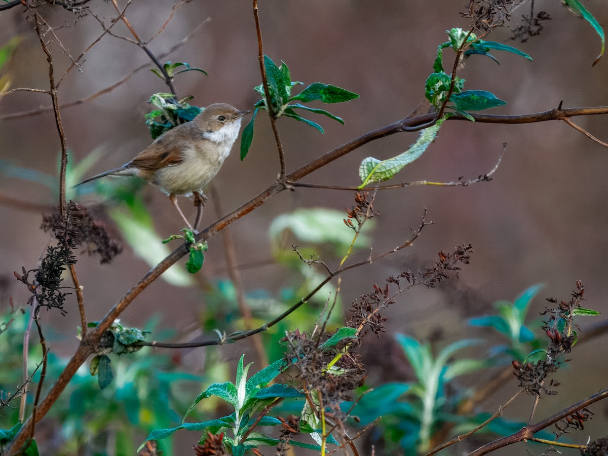 Greater Whitethroat - ML646845204