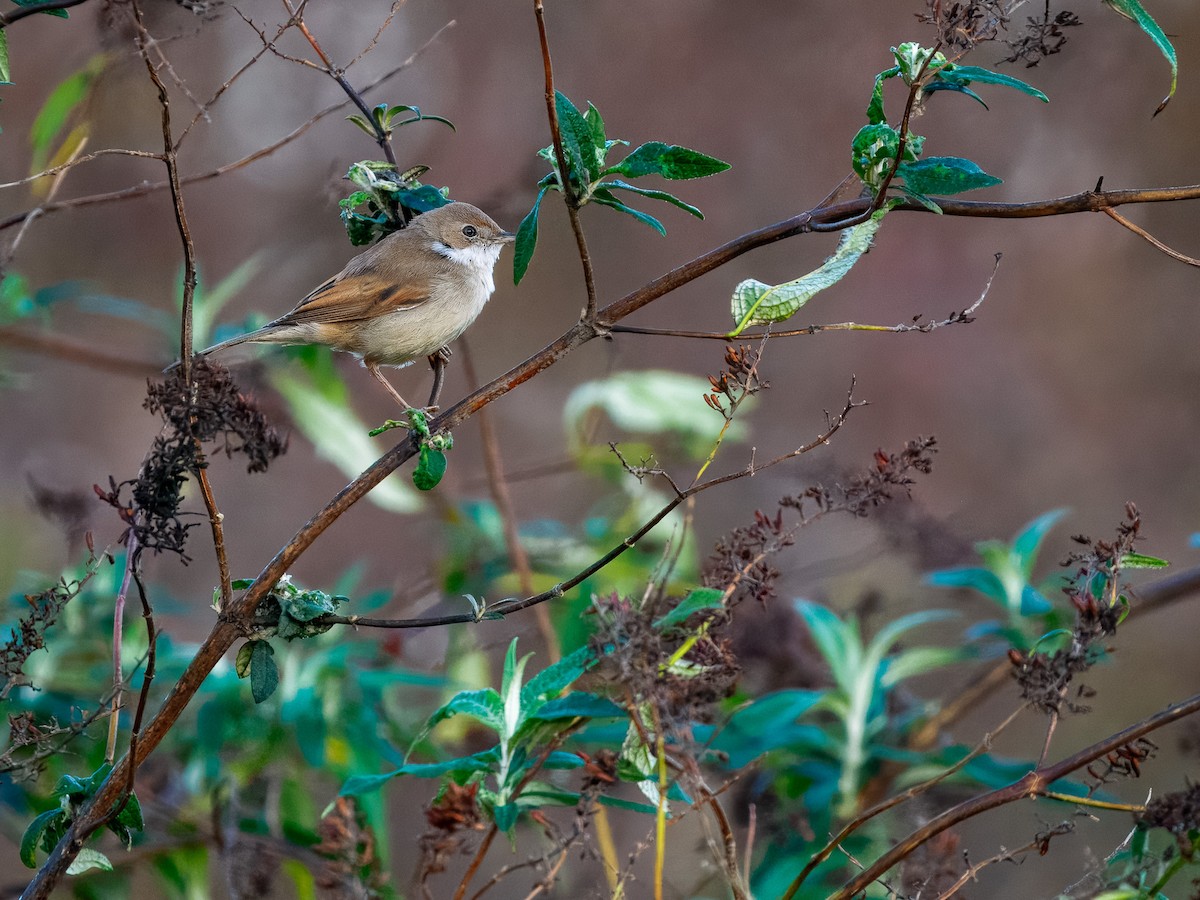 Greater Whitethroat - ML646845205
