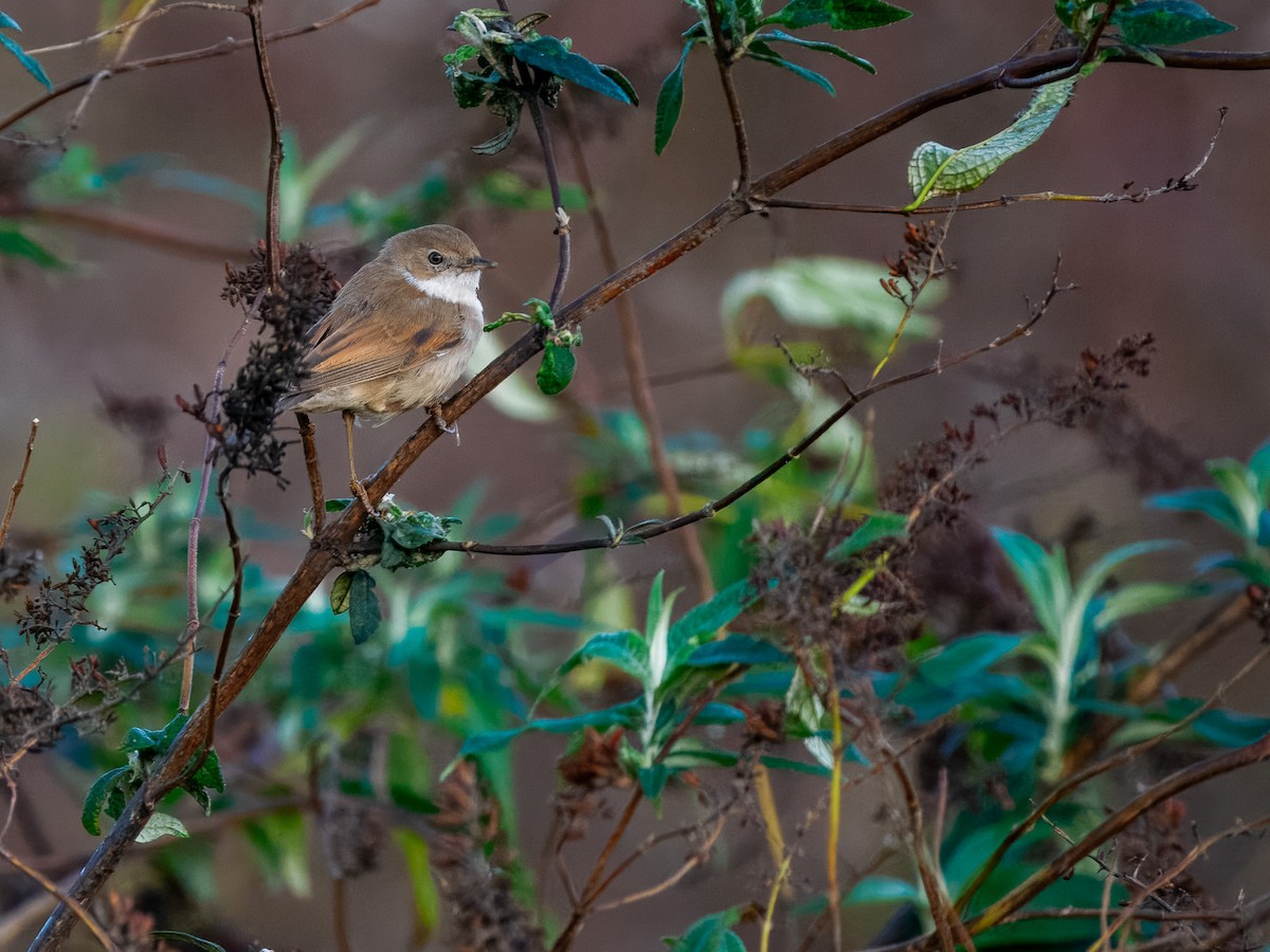 Greater Whitethroat - ML646845206