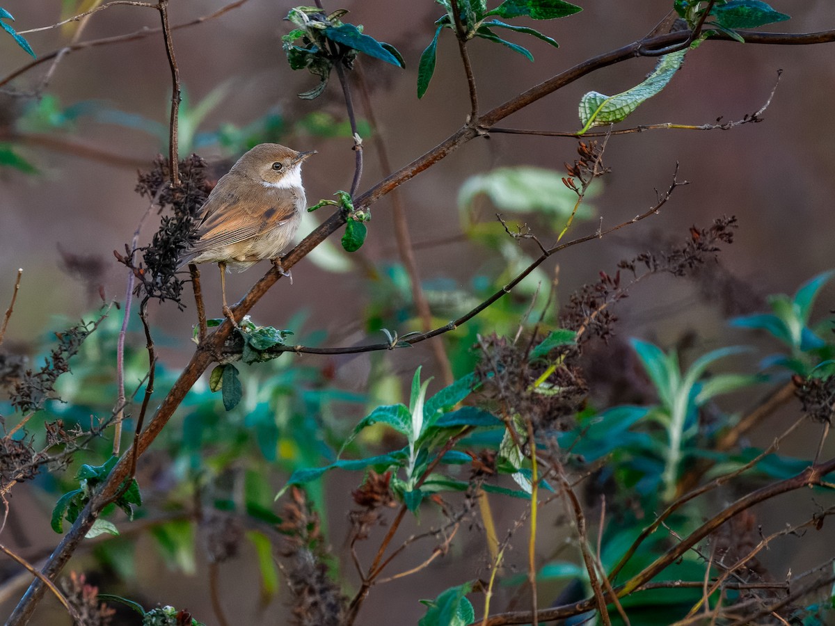 Greater Whitethroat - ML646845207