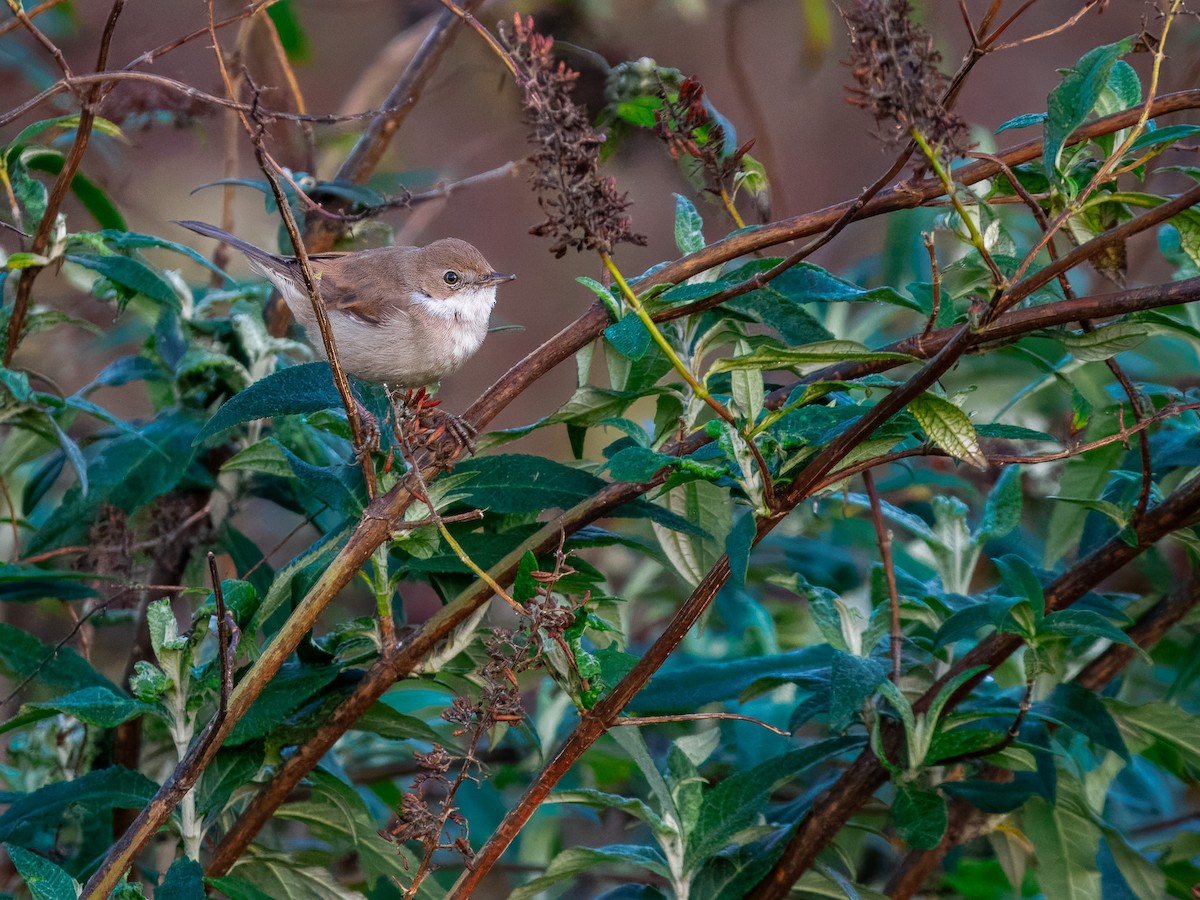 Greater Whitethroat - ML646845208