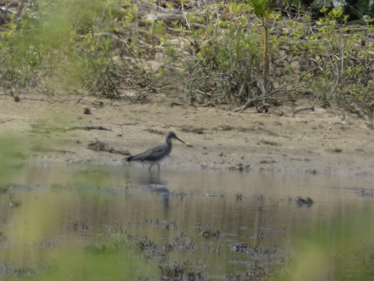 vodouš aljašský - ML646845209