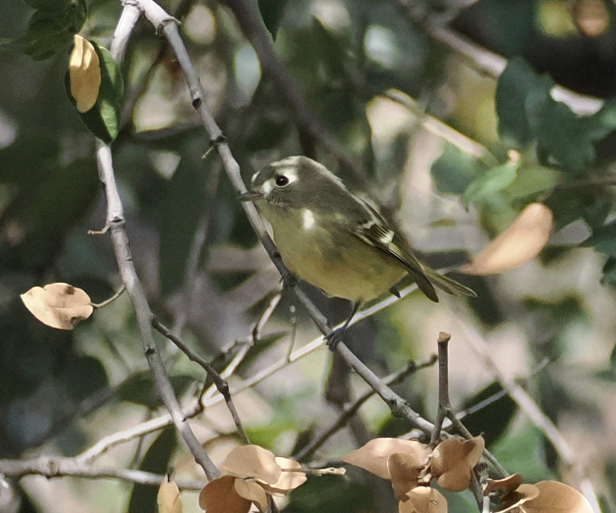 Hutton's Vireo - ML646845214