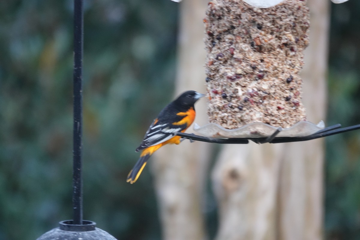 Baltimore Oriole - ML646845217