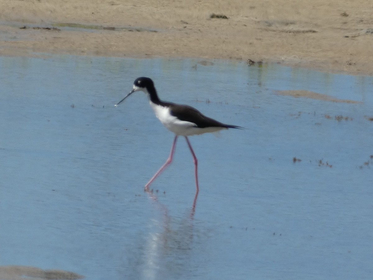 pisila černokrká (ssp. knudseni) - ML646845218