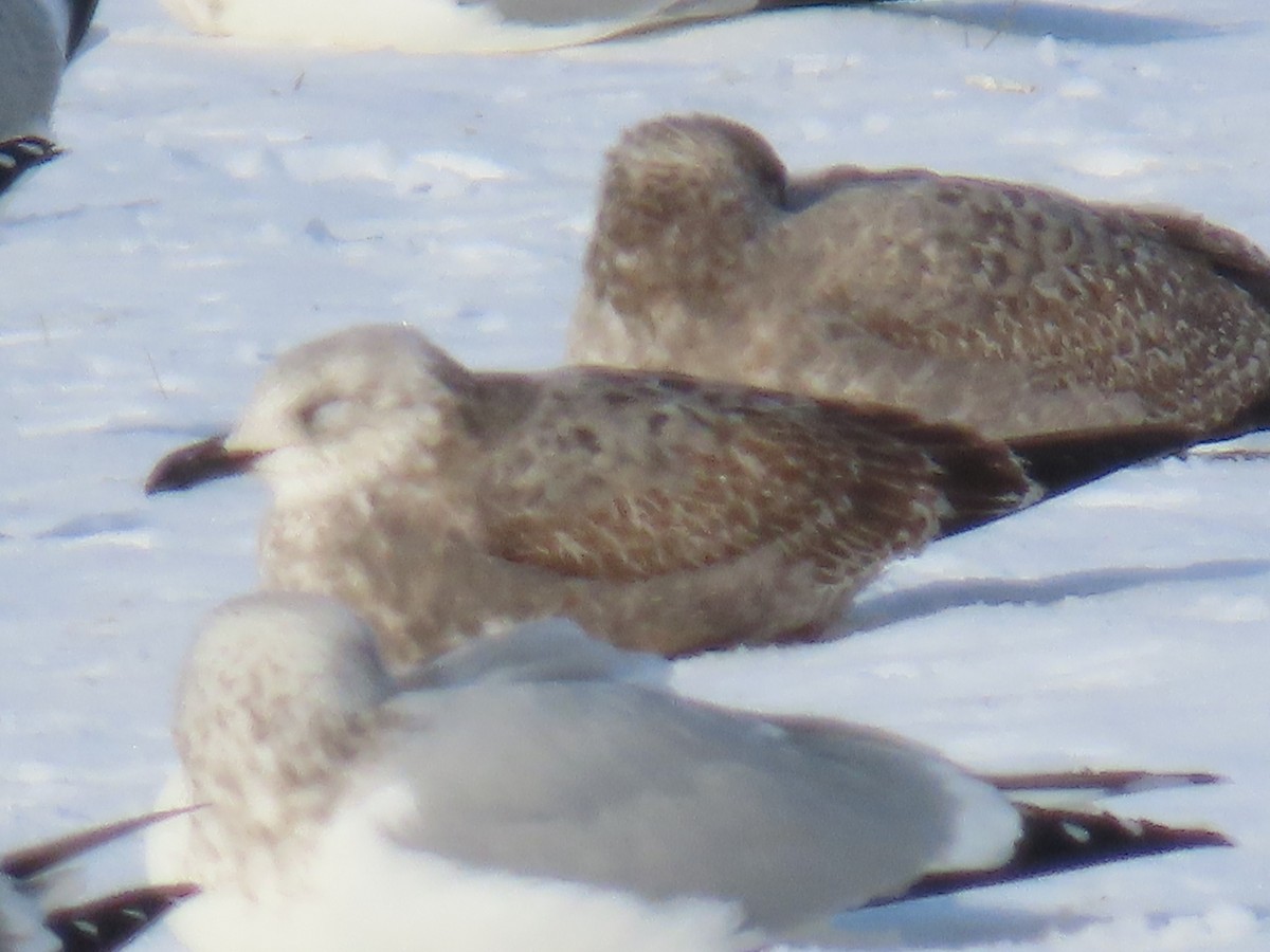 Lesser Black-backed Gull - ML646845219