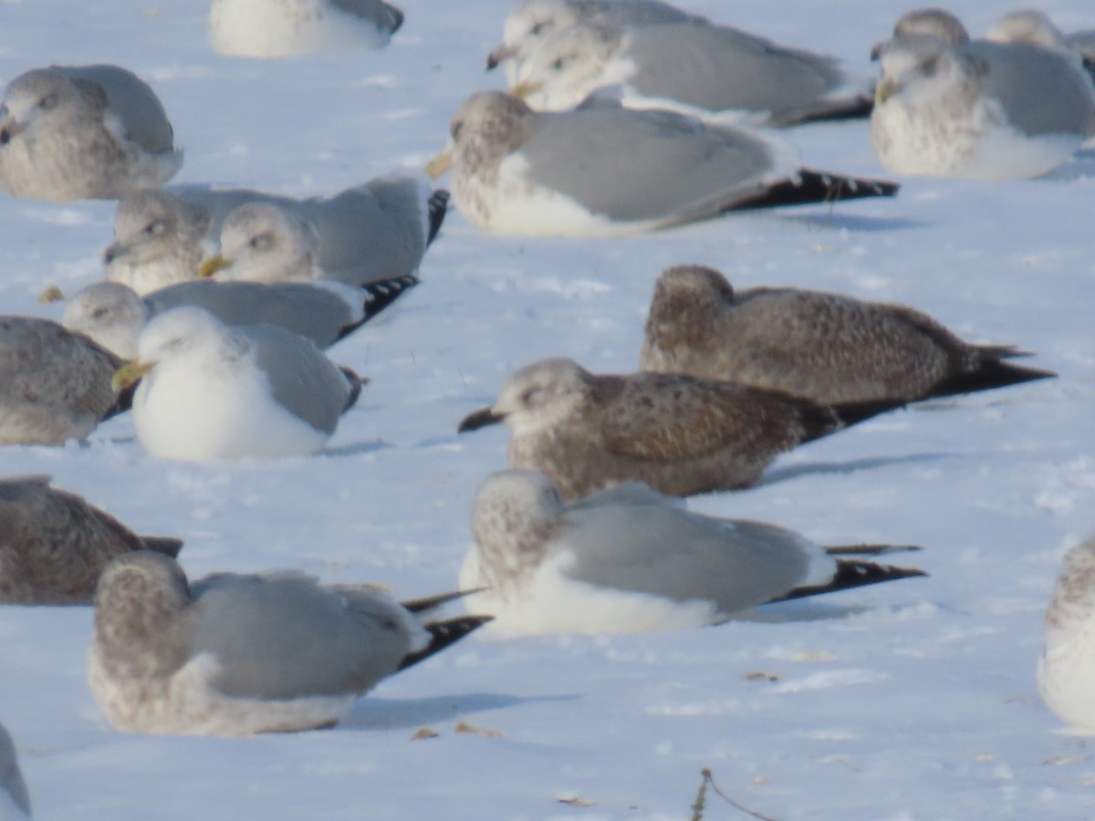 Lesser Black-backed Gull - ML646845220