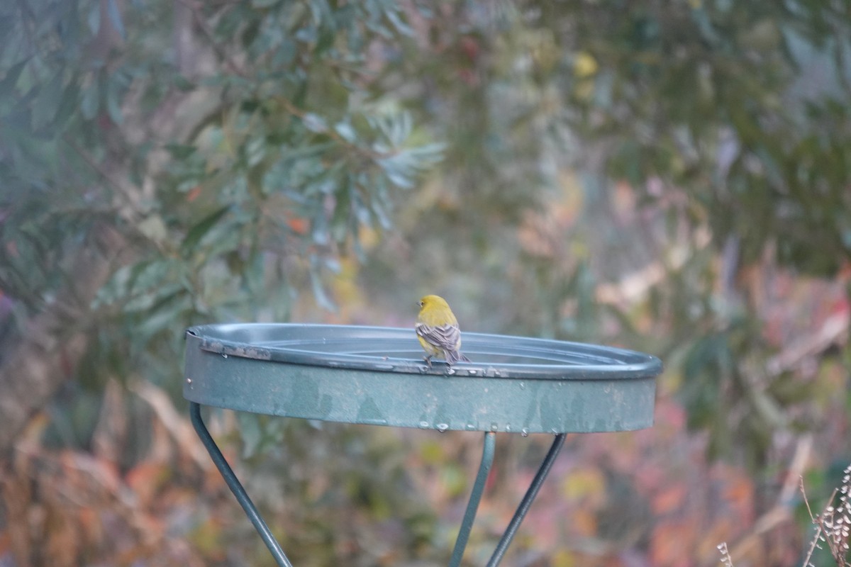 Pine Warbler - ML646845230