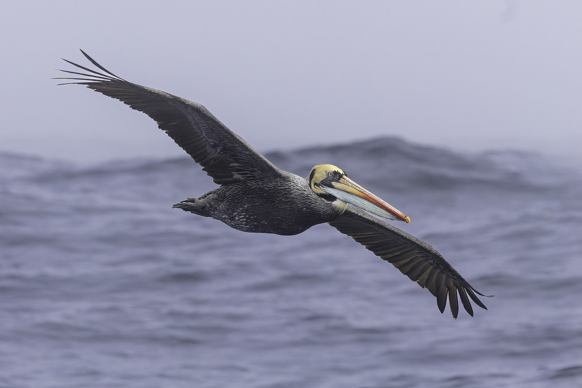 Peruvian Pelican - ML646845249