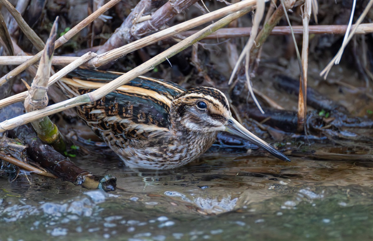 Jack Snipe - ML646845267