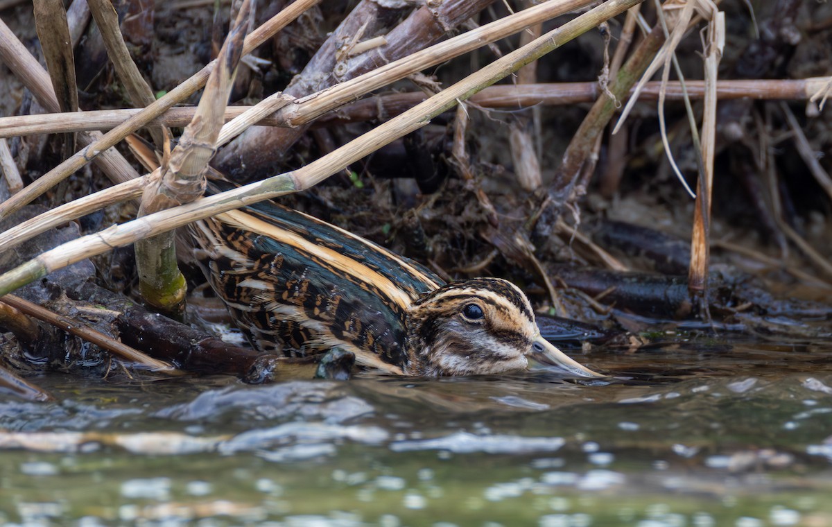 Jack Snipe - ML646845268