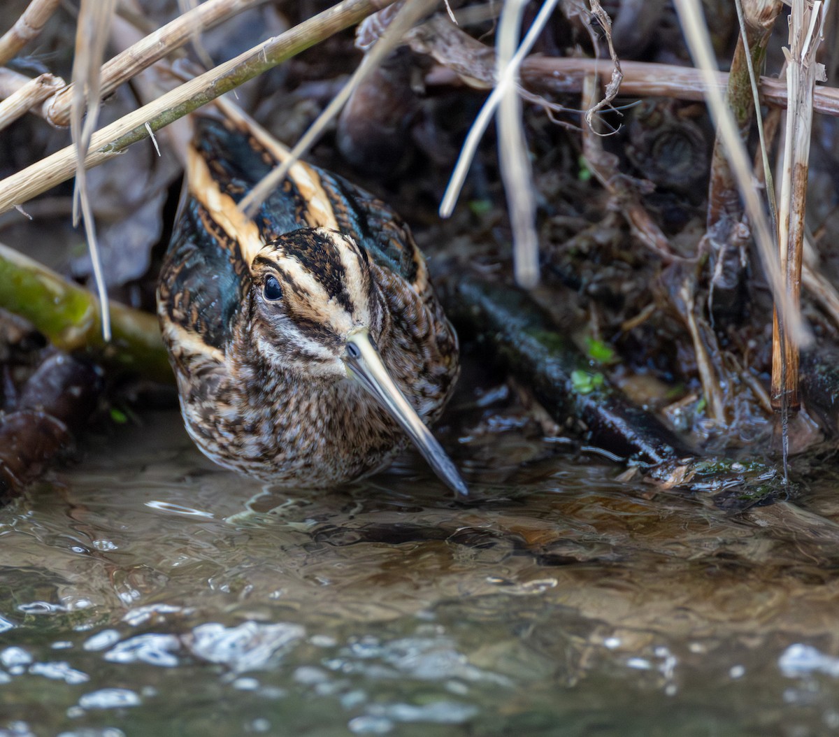 Jack Snipe - ML646845269