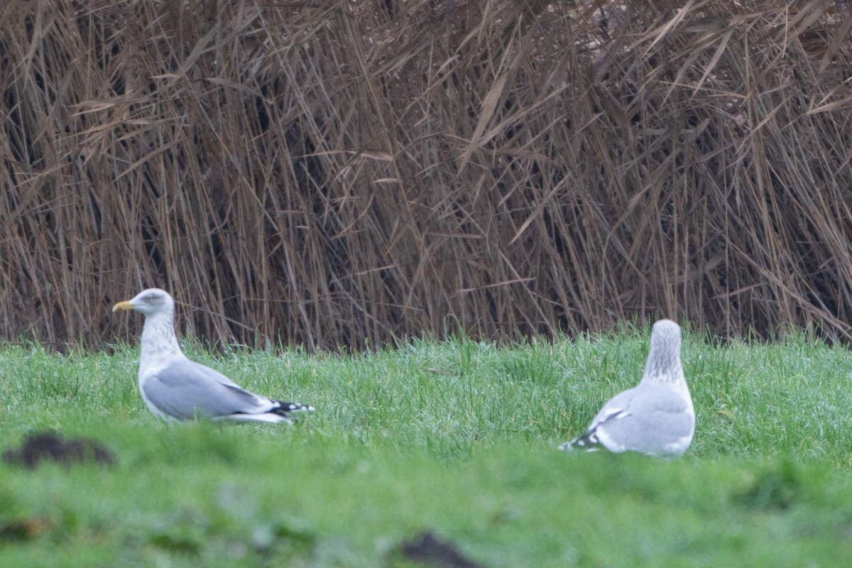 Silbermöwe - ML646845270