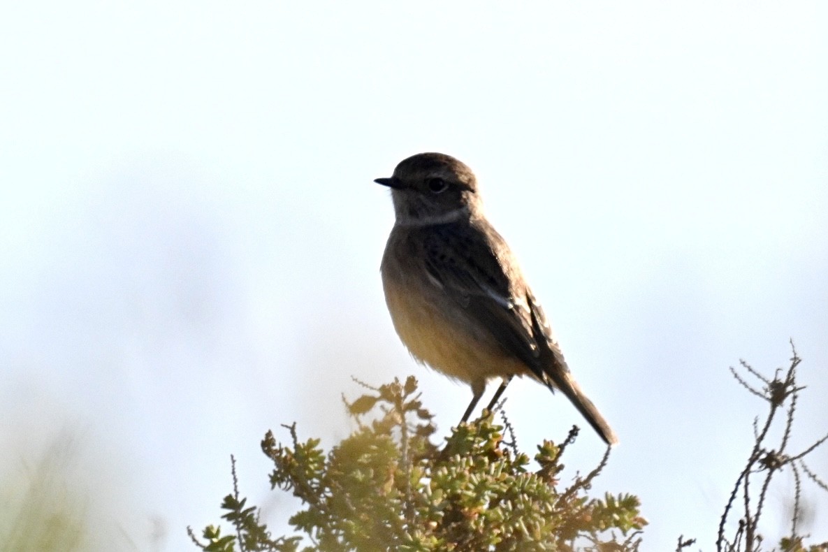 European Stonechat - ML646845271