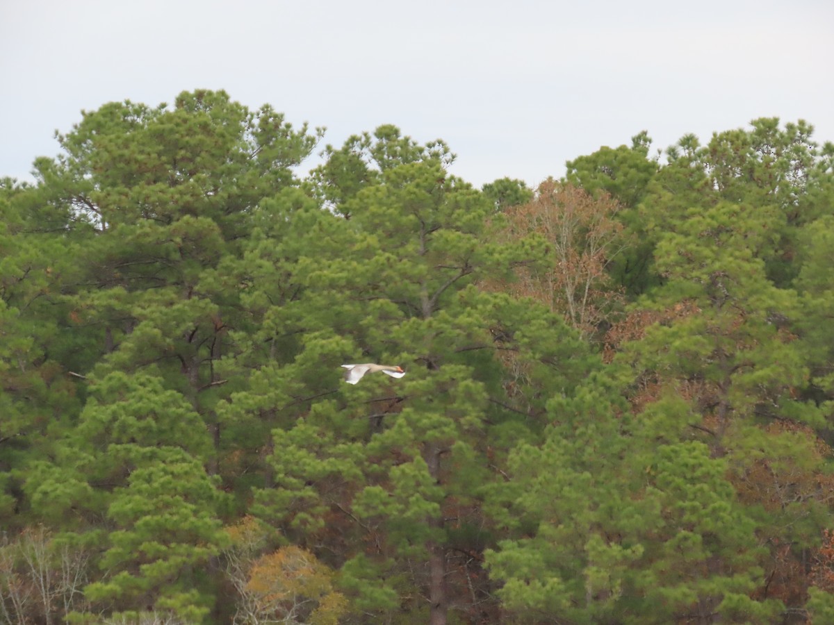 Oie cendrée (forme domestique) - ML646845284