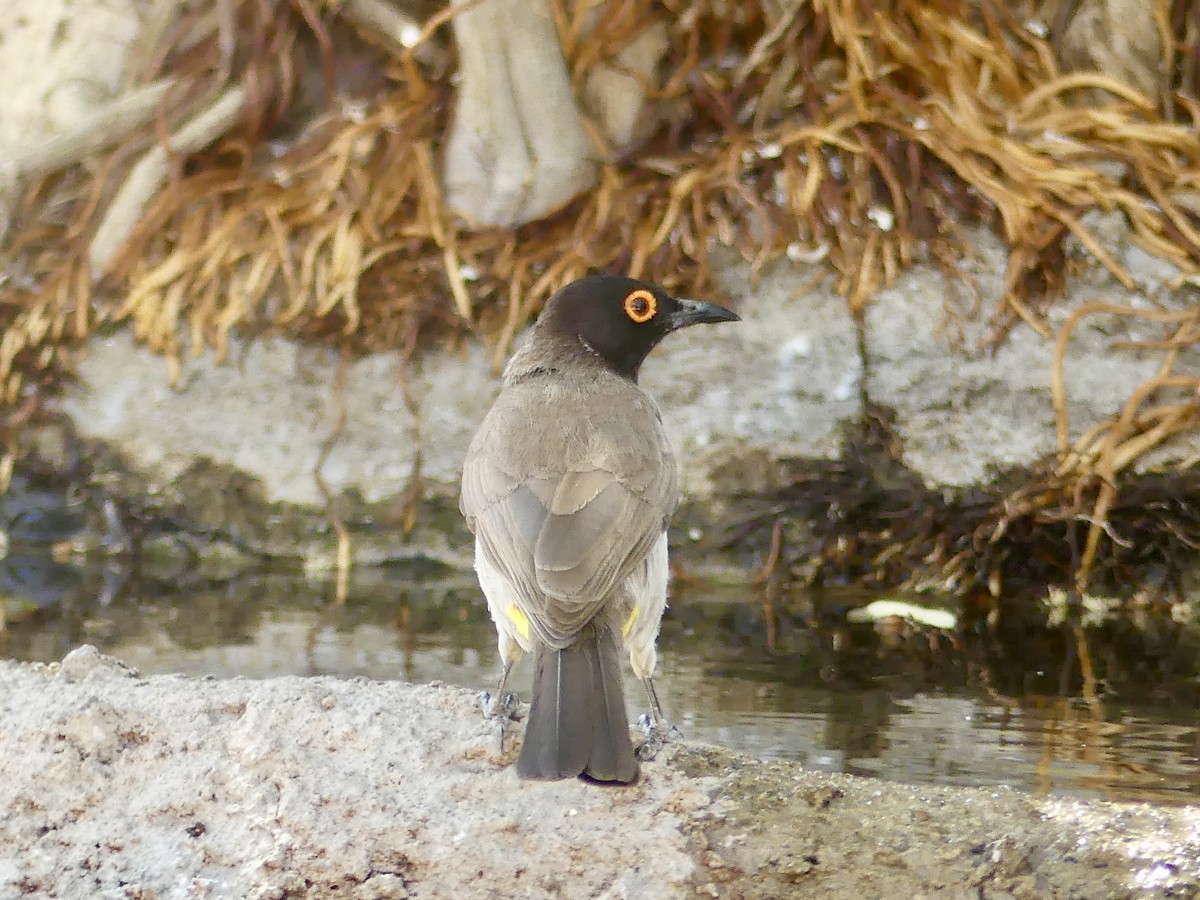 Black-fronted Bulbul - ML646845286