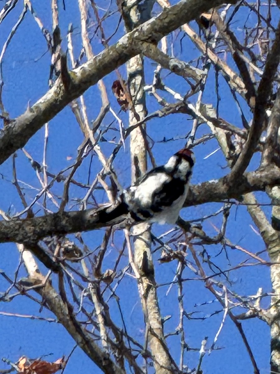 Downy Woodpecker - ML646845287