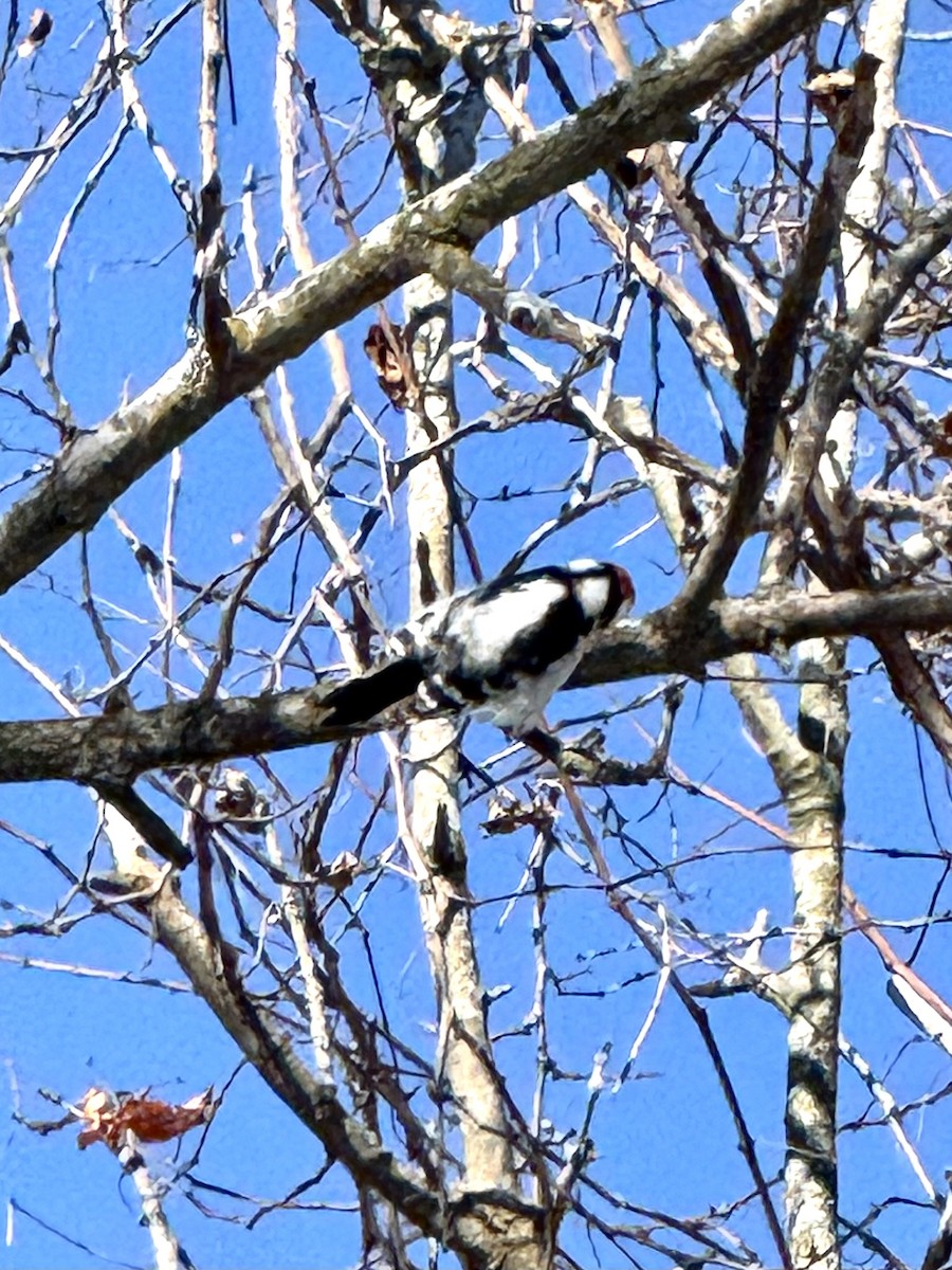 Downy Woodpecker - ML646845288