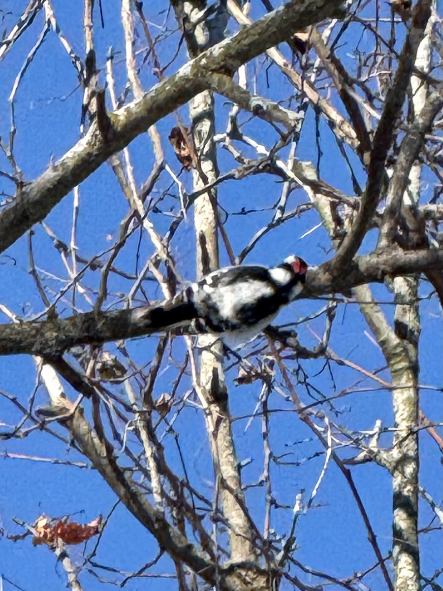 Downy Woodpecker - ML646845290