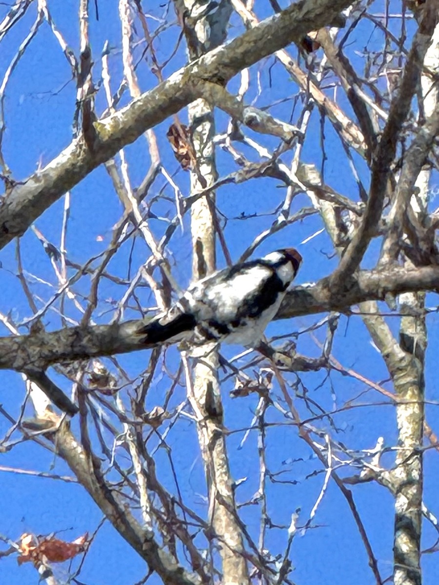Downy Woodpecker - ML646845291