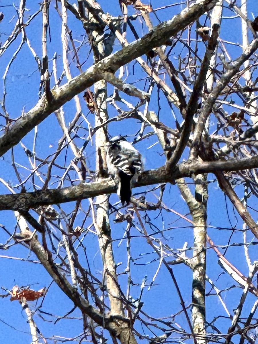Downy Woodpecker - ML646845292