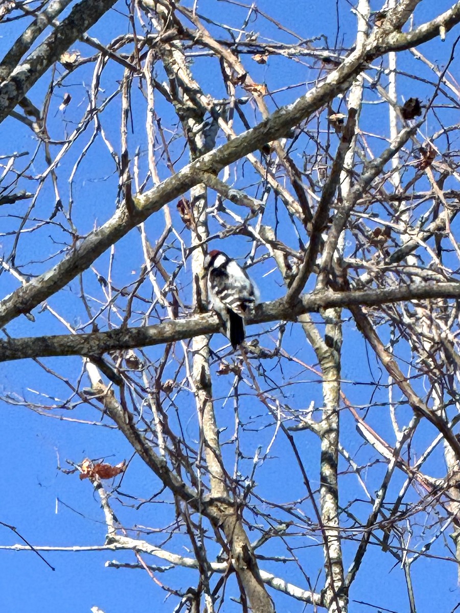 Downy Woodpecker - ML646845293