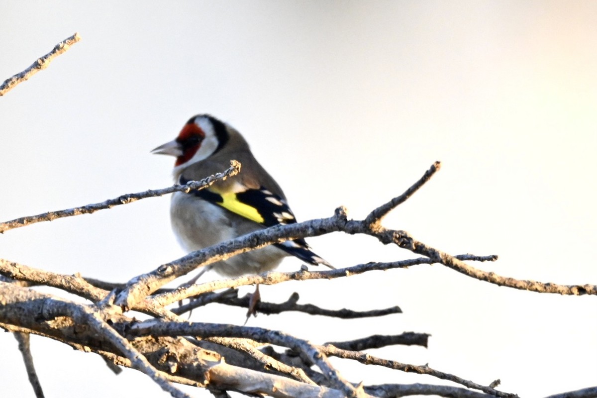 Cardellino - ML646845294