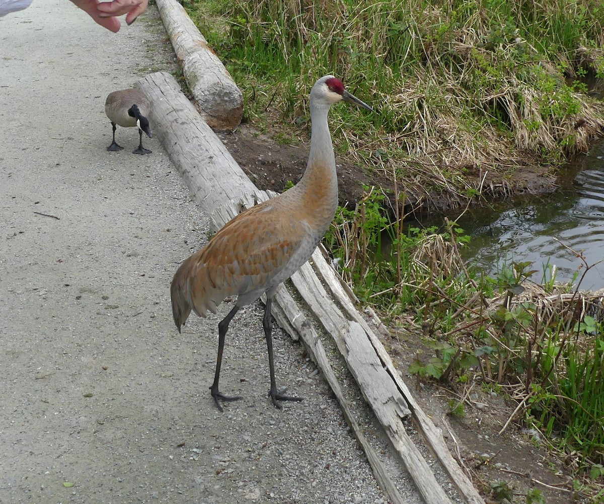 Sandhill Crane - ML646845295