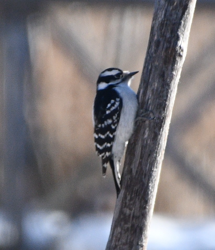 Downy Woodpecker - ML646845297