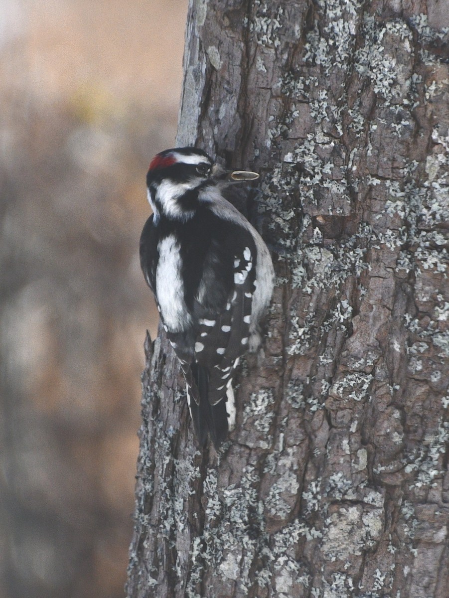 Downy Woodpecker - ML646845298