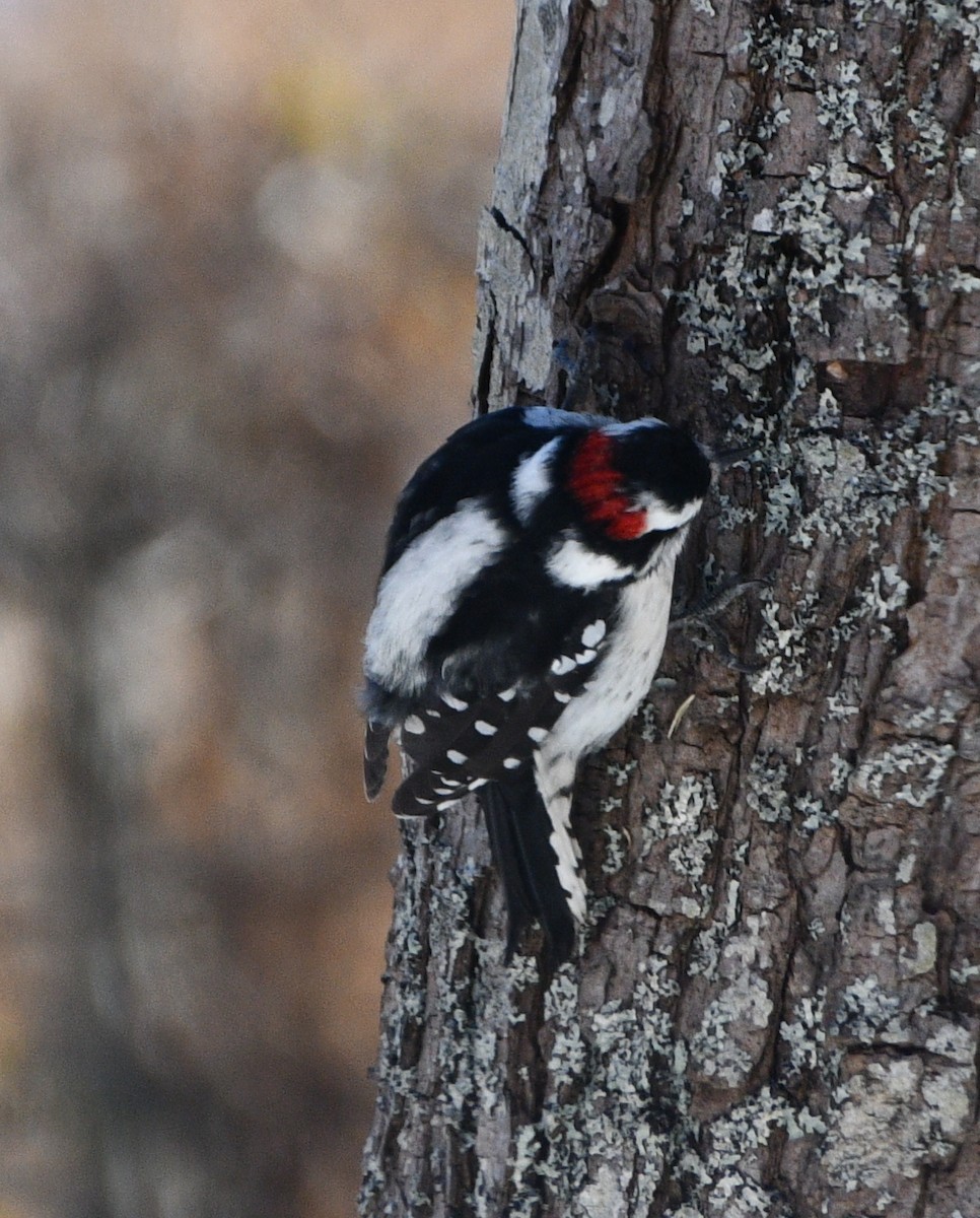 Downy Woodpecker - ML646845299