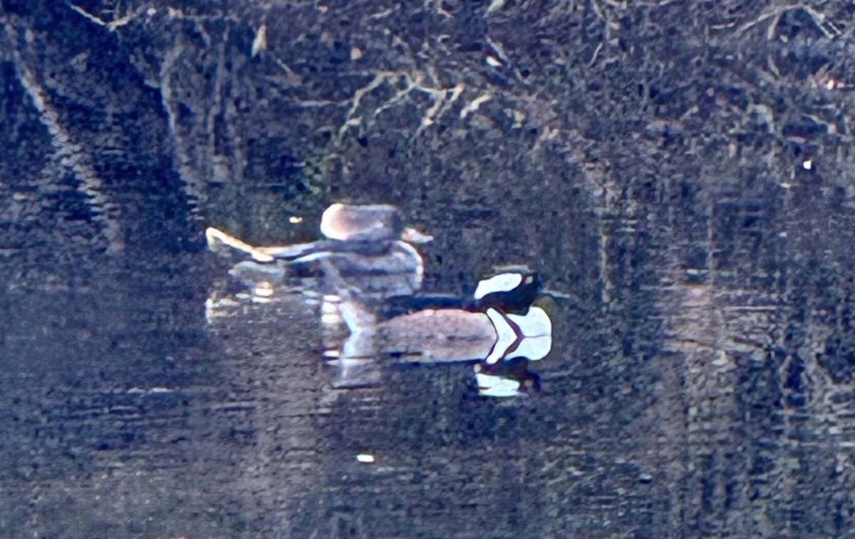 Hooded Merganser - ML646845304