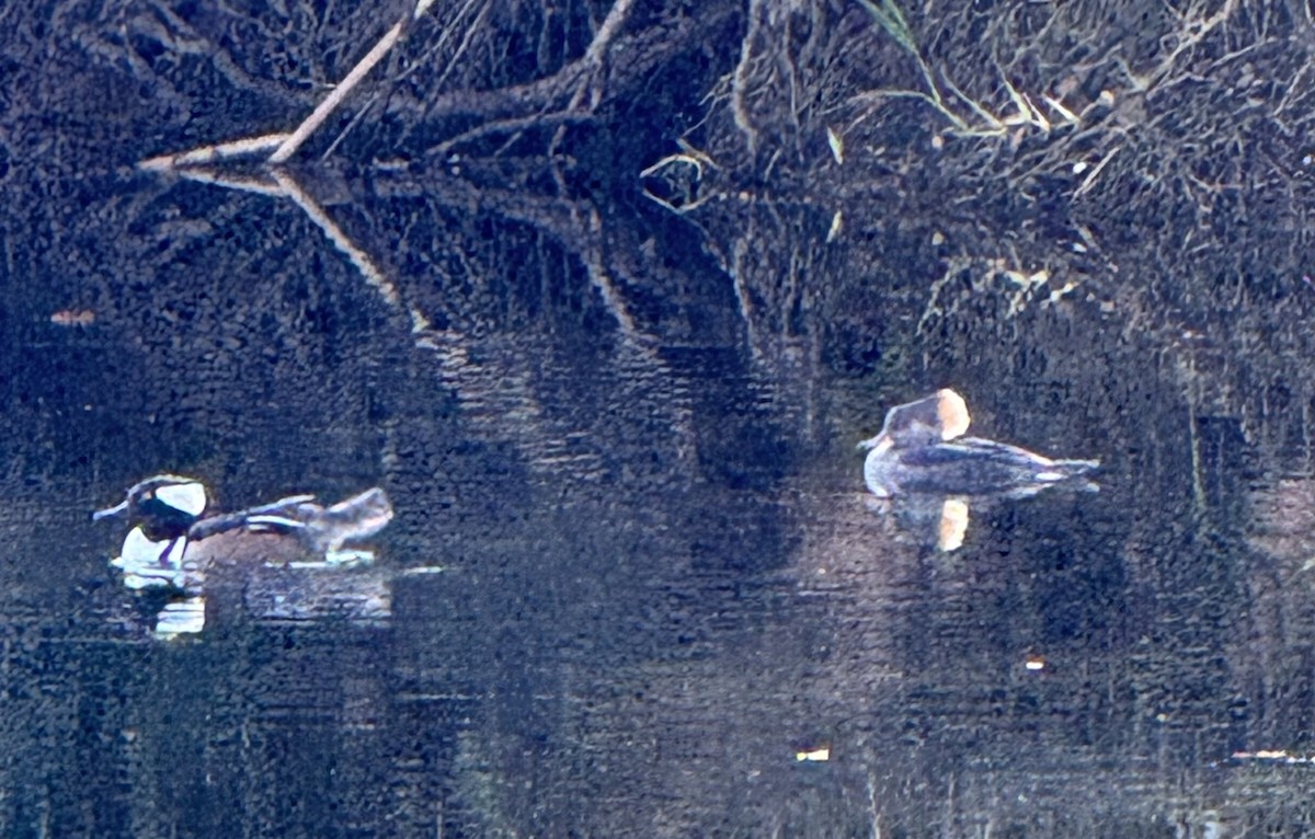 Hooded Merganser - ML646845305